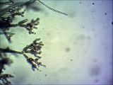 cladosporium_2011-bmp